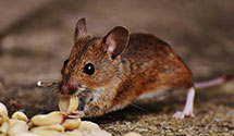 24 Hour & Emergency Exterminators in Martin City, MT
